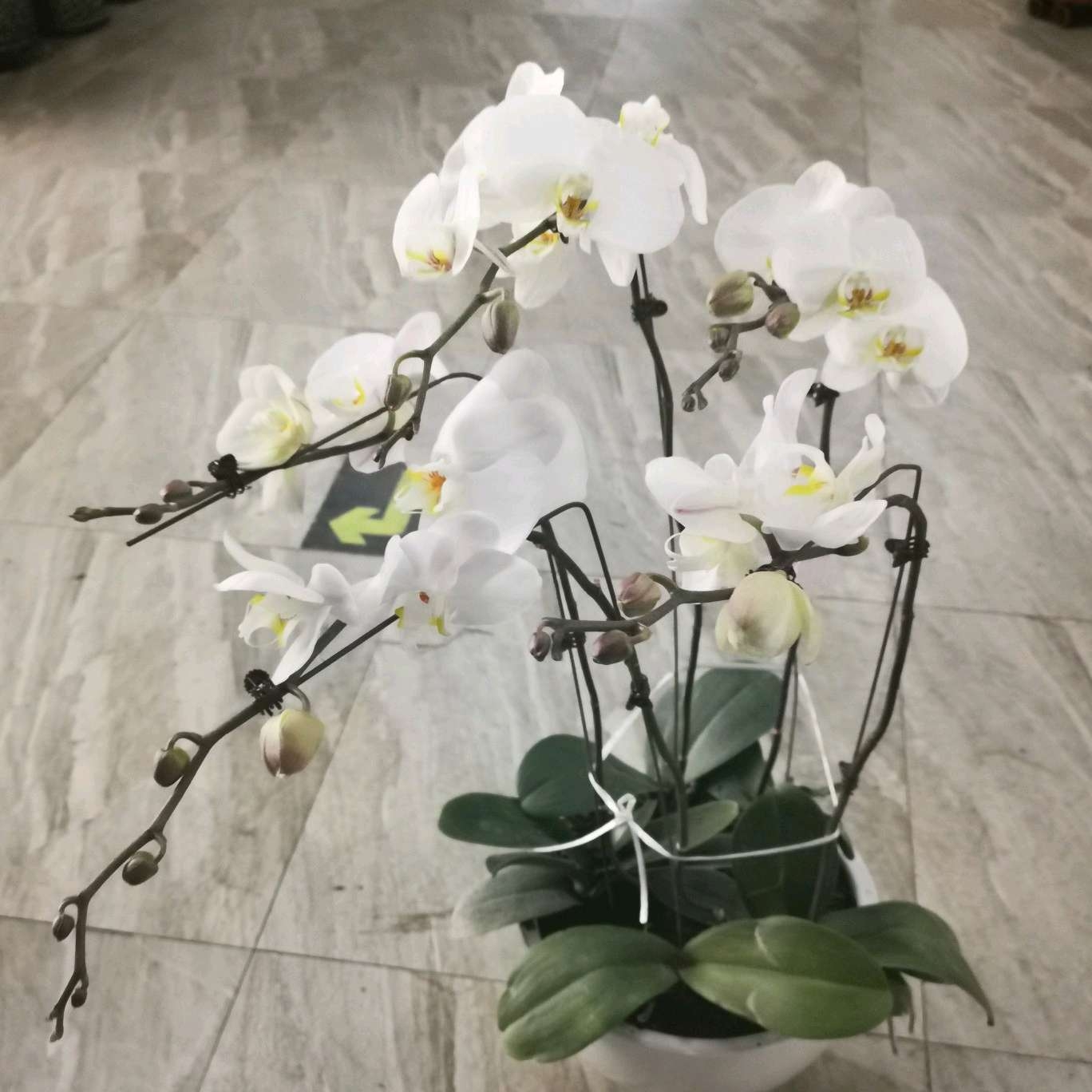 兰州城关区蓝玫韵鲜花店