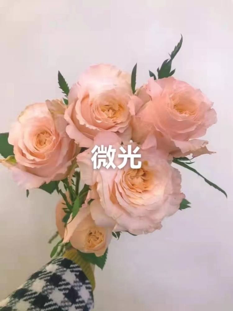 上海松江区十三姨鲜花